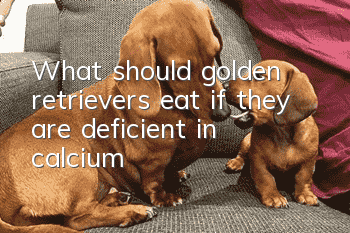 What should golden retrievers eat if they are deficient in calcium?