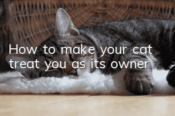 How to make your cat treat you as its owner