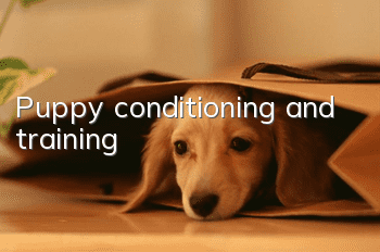 Puppy conditioning and training