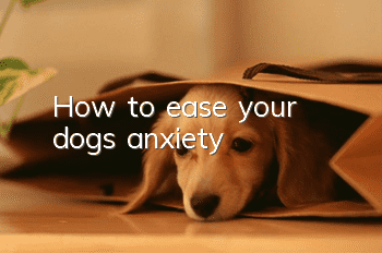 How to ease your dog’s anxiety