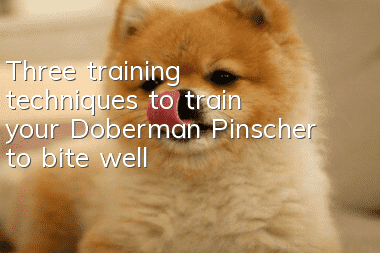 Three training techniques to train your Doberman Pinscher to bite well