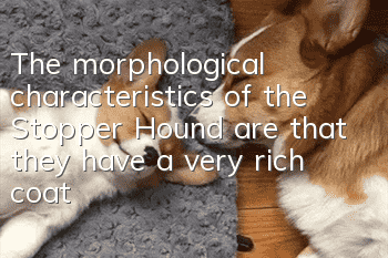 The morphological characteristics of the Stopper Hound are that they have a very rich coat.