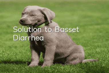 Solution to Basset Diarrhea