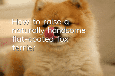How to raise a naturally handsome flat-coated fox terrier