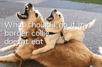 What should I do if my border collie doesn’t eat?