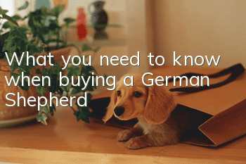 What you need to know when buying a German Shepherd