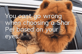 You can’t go wrong when choosing a Shar Pei based on your eyes.