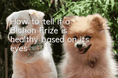How to tell if a Bichon Frize is healthy based on its eyes