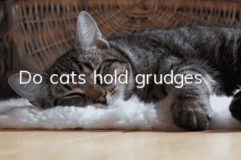 Do cats hold grudges?