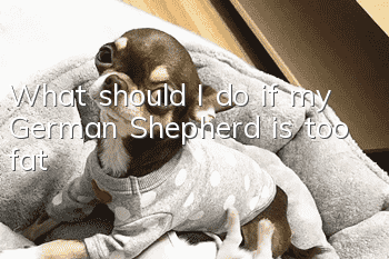 What should I do if my German Shepherd is too fat?