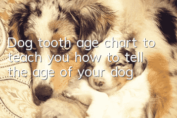 Dog tooth age chart to teach you how to tell the age of your dog