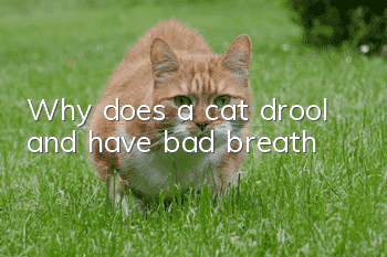 Why does a cat drool and have bad breath?