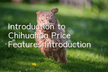 Introduction to Chihuahua Price Features Introduction