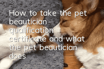 How to take the pet beautician qualification certificate and what the pet beautician does