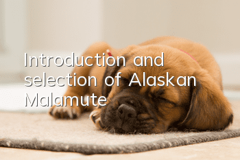Introduction and selection of Alaskan Malamute