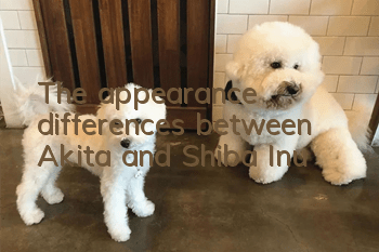 The appearance differences between Akita and Shiba Inu