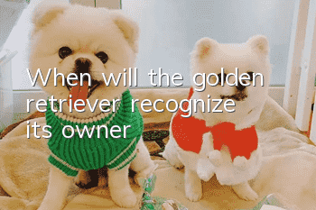 When will the golden retriever recognize its owner?