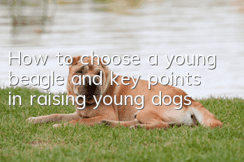 How to choose a young beagle and key points in raising young dogs