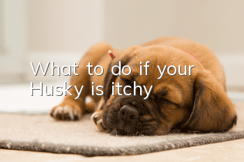 What to do if your Husky is itchy?