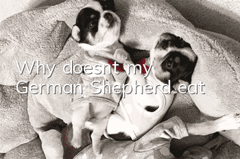 Why doesn’t my German Shepherd eat?