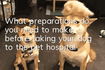 What preparations do you need to make before taking your dog to the pet hospital?