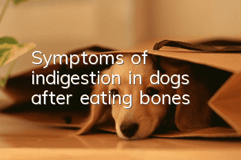 Symptoms of indigestion in dogs after eating bones