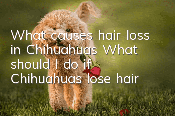 What causes hair loss in Chihuahuas? What should I do if Chihuahuas lose hair?
