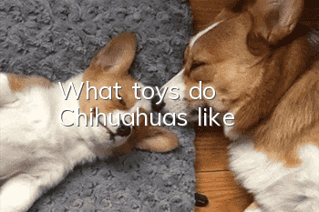 What toys do Chihuahuas like?