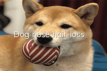Dog nose hair loss