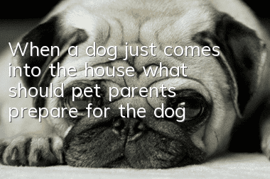 When a dog just comes into the house, what should pet parents prepare for the dog?