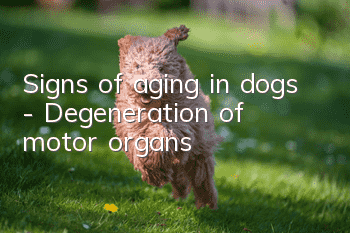 Signs of aging in dogs - Degeneration of motor organs
