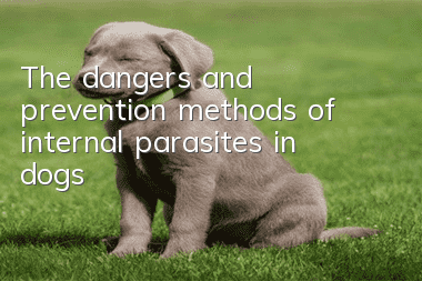 The dangers and prevention methods of internal parasites in dogs