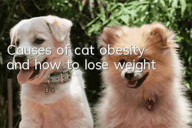 Causes of cat obesity and how to lose weight