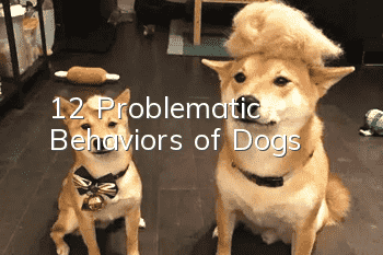 12 Problematic Behaviors of Dogs