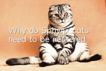 Why do Sphynx cats need to be neutered?
