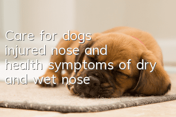 Care for dog’s injured nose and health symptoms of dry and wet nose