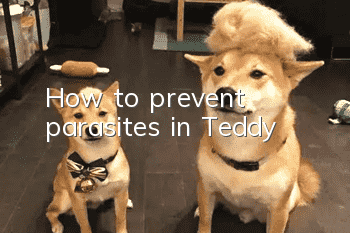How to prevent parasites in Teddy