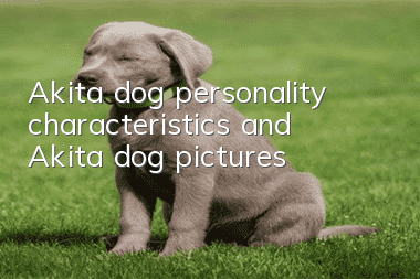 Akita dog personality characteristics and Akita dog pictures