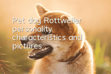 Pet dog Rottweiler personality characteristics and pictures