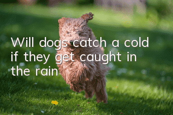 Will dogs catch a cold if they get caught in the rain?