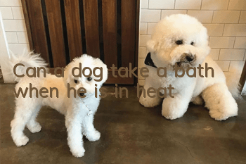 Can a dog take a bath when he is in heat?