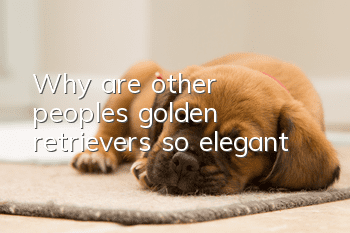 Why are other people’s golden retrievers so elegant?