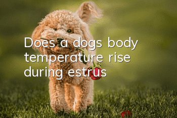 Does a dog’s body temperature rise during estrus?