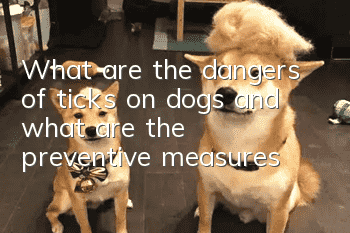 What are the dangers of ticks on dogs and what are the preventive measures?