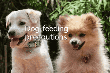 Dog feeding precautions