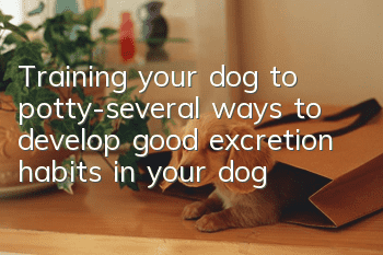 Training your dog to potty-several ways to develop good excretion habits in your dog