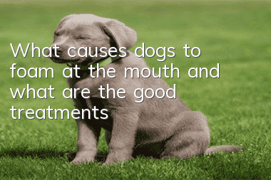 What causes dogs to foam at the mouth and what are the good treatments?