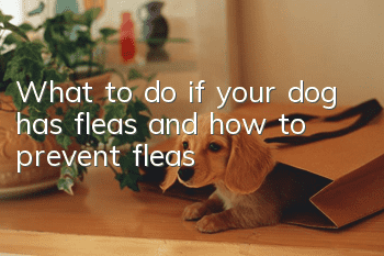 What to do if your dog has fleas and how to prevent fleas