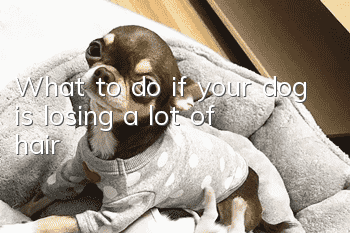 What to do if your dog is losing a lot of hair