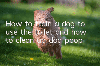 How to train a dog to use the toilet and how to clean up dog poop